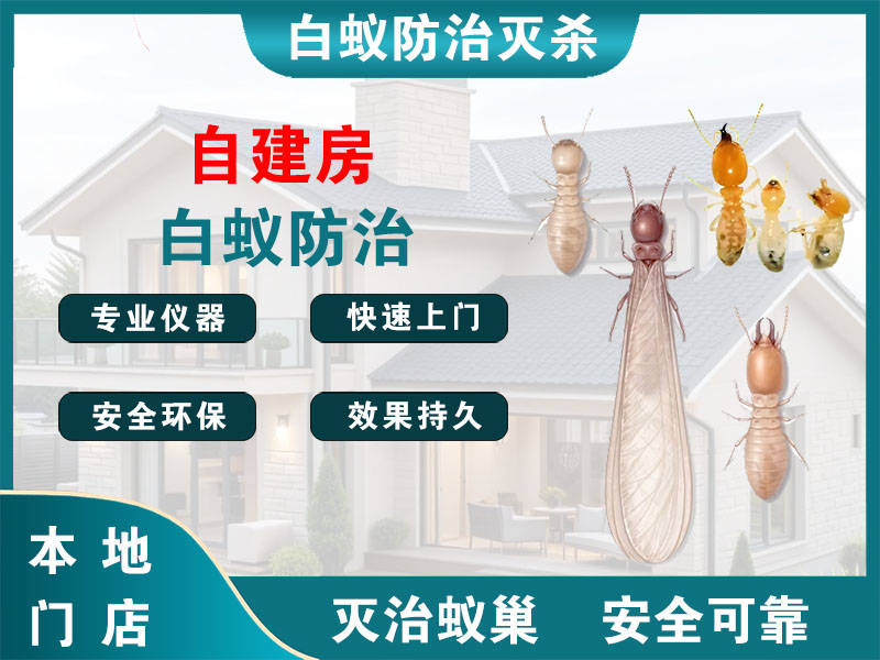 鼓楼自建房白蚁防治